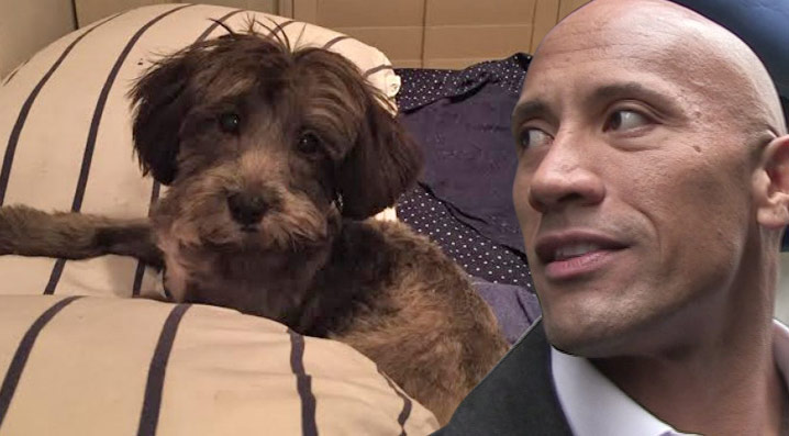 Abandoned & Abused, Dwayne Johnson Puppy Helped to Save Life by "The Rock"