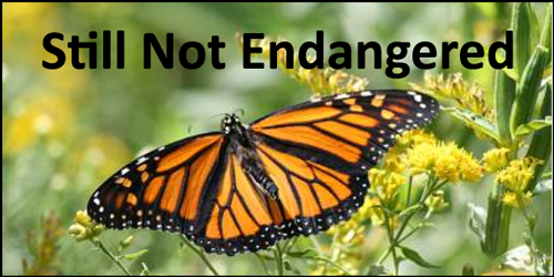 No, kids, Monarch Butterflies are not threatened - Are you going to rise to that?