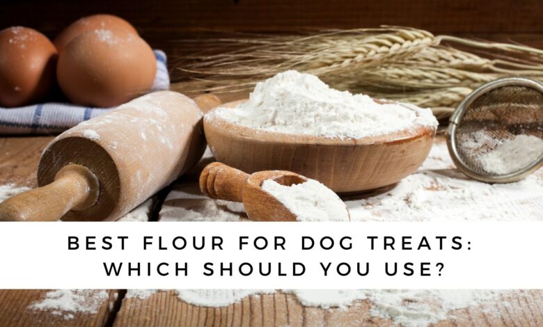Best Flour for Dog Treats: Which Should You Use?