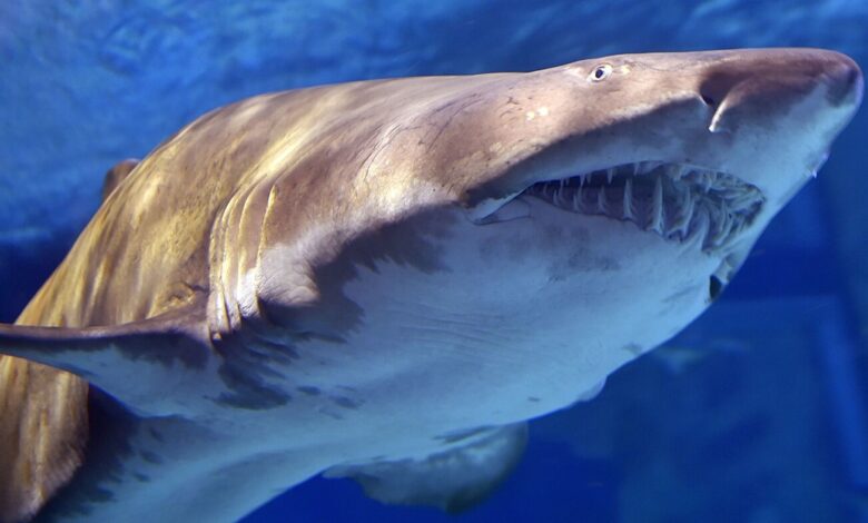 Sand tiger shark mistakes paw for fish likely behind Long Island attacks: NPR