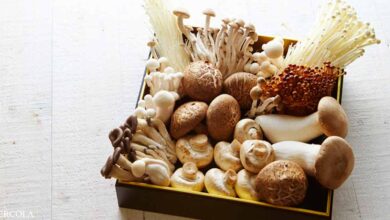 How Mushrooms Protect Your Brain