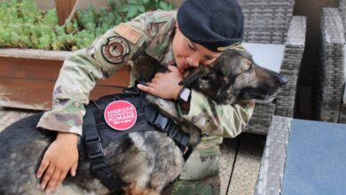 Army dog ​​runs around the world to retire with handler who saved it