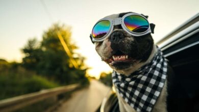 Do dogs need sunglasses or goggles?  Experts Explain "Doggles"