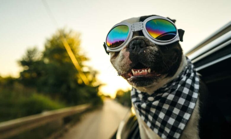 Do dogs need sunglasses or goggles?  Experts Explain "Doggles"