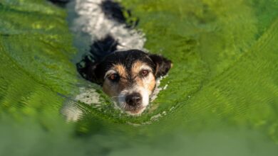 Water Test Kit |  Are they useful for keeping pets safe?