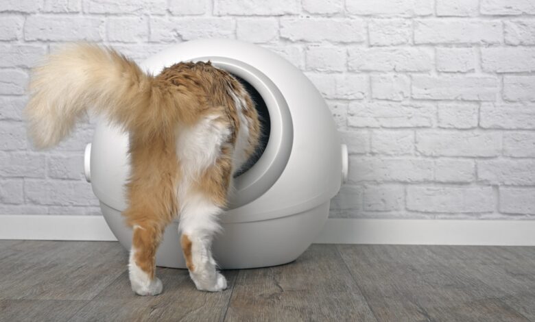 Are self-cleaning litter boxes worth the money?  It depends on the cat