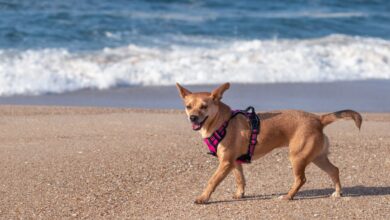 7 best waterproof dog leashes for odor-free fun in the water