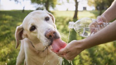 Is my dog ​​drinking enough water?