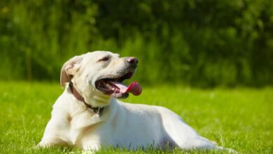 What you need to know to prevent heatstroke in dogs