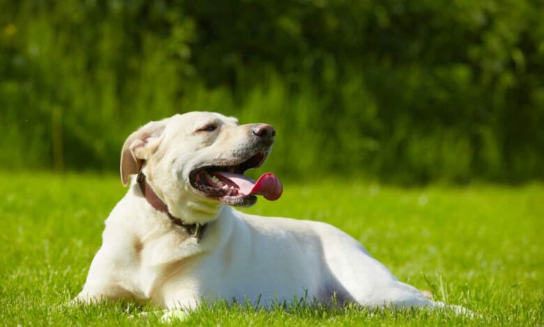 What you need to know to prevent heatstroke in dogs