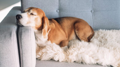 7 best dog couch covers and furniture protectors