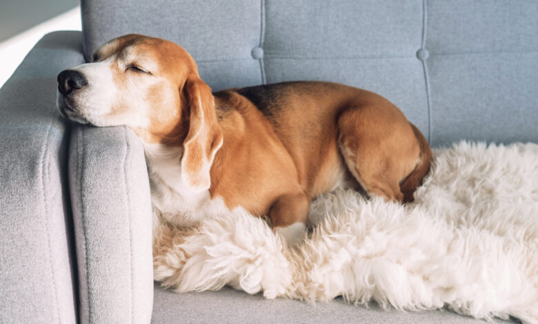 7 best dog couch covers and furniture protectors