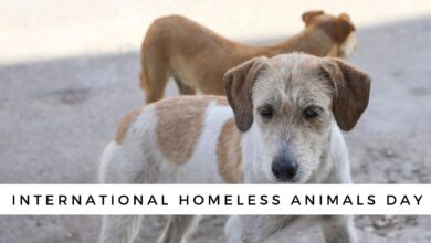 International Homeless Animals Day