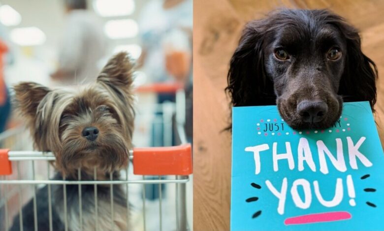 21 Budget-Friendly Supplies Your local animal shelter can use now
