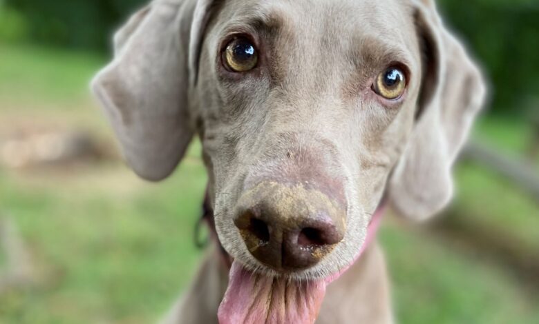 Dogs might be using their highly-sensitive noses to 'see' as well as to smell, a new study published by the Journal of Neuroscience suggests. Pic: Claire Bates