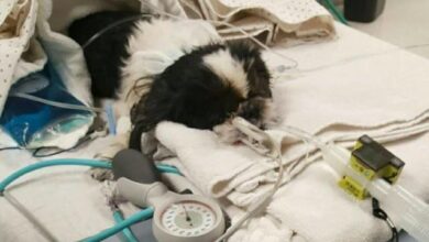 The vet killed the dog by mistake, but it still fights for survival against all odds