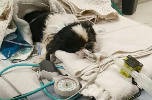The vet killed the dog by mistake, but it still fights for survival against all odds