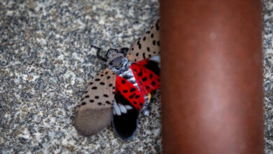 We went on a rampage that killed the Lanternfly.  They are still here.