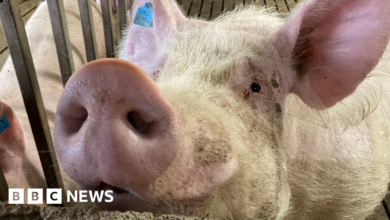 Pig farmers fear industry because of rising costs