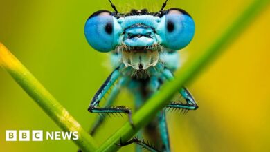 Macro photography: The hidden world of garden insects