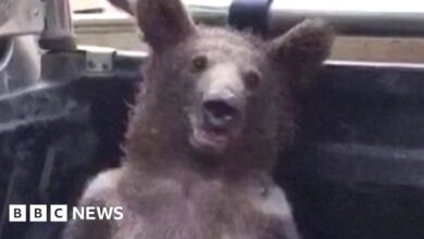 Baby bear excited with hallucinogenic 'crazy honey' is rescued by rangers