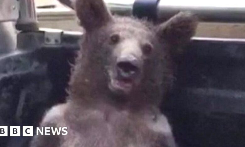 Baby bear excited with hallucinogenic 'crazy honey' is rescued by rangers