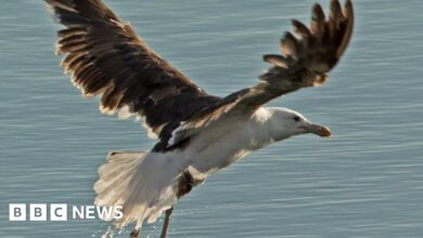 First sighting of Kelp gulls in UK was 'extraordinary'