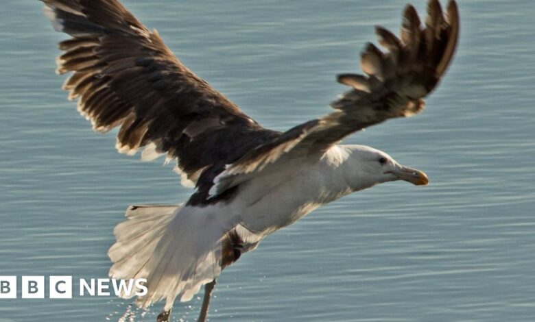 First sighting of Kelp gulls in UK was 'extraordinary'