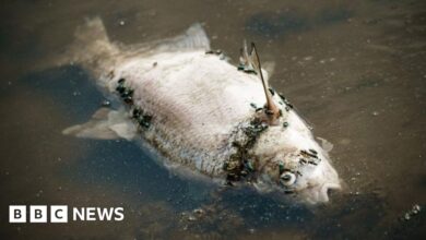 Oder River: The mystery surrounding the fish death thousands of times