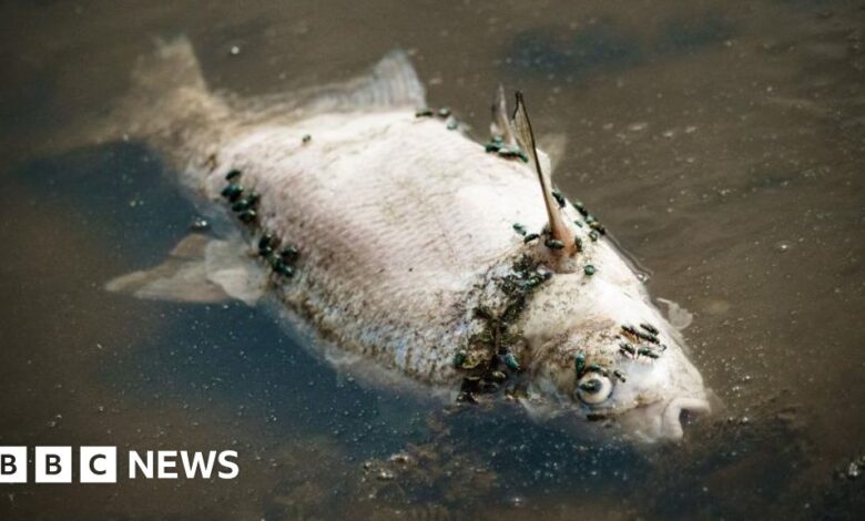 Oder River: The mystery surrounding the fish death thousands of times