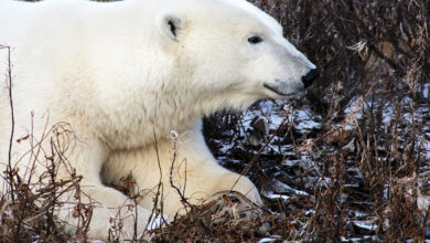 Many Polar Bears Are Still On Low Concentration Offshore Ice - Is It Floating With That?