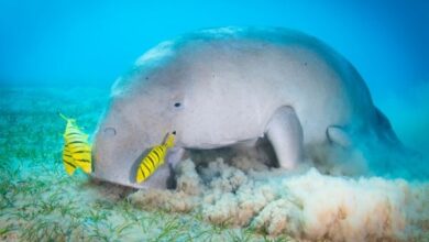 Manatee is declared functionally extinct in China