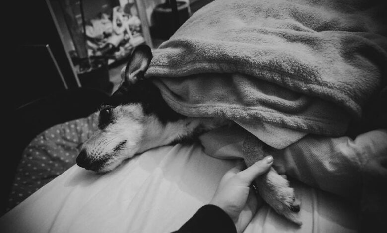 Photographer Hopes To Capture Her Dog's Recovery - But Has Captured Her Hardest Goodbye