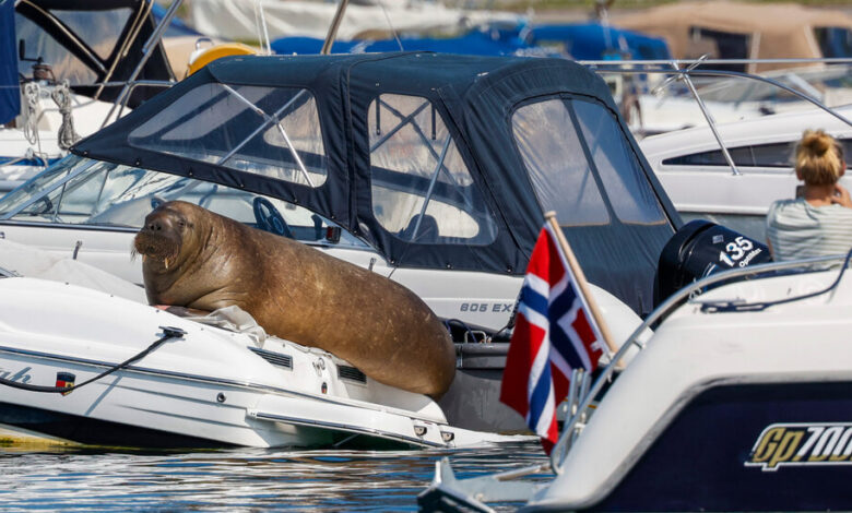 Norway kills Freya walrus denounced by environmentalists