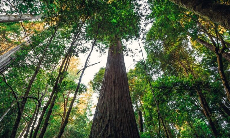 Visitors to the world's tallest tree face a $5,000 fine