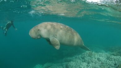 'Sea cow' Dugong has disappeared from China's waters, study says