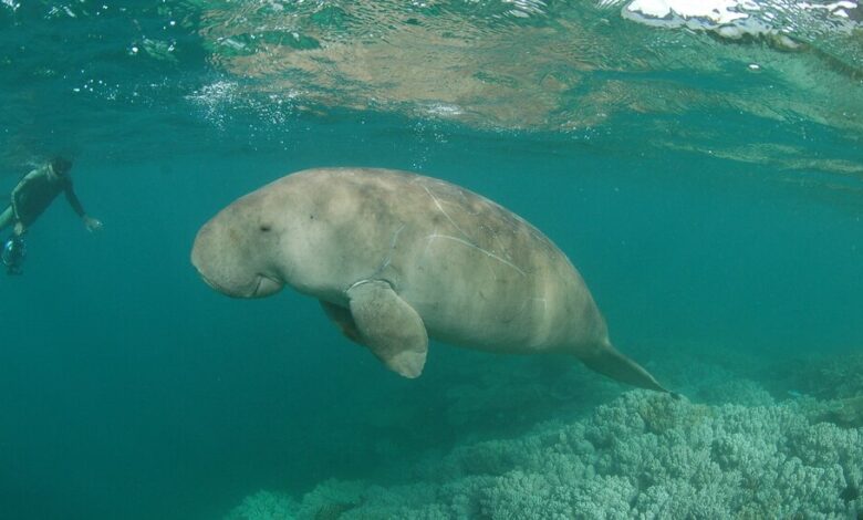 'Sea cow' Dugong has disappeared from China's waters, study says
