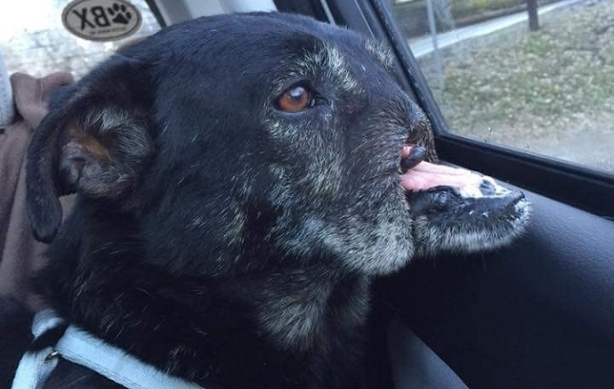 The old guard dog that had its nose cut off found a foster family who showered it with love