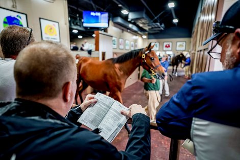FT Midlantic Fall Yearlings Sale Catalog Released