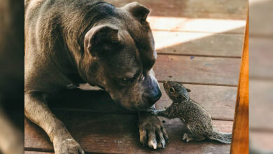 Puppy squirrel declares Pit Bull mother as her own child