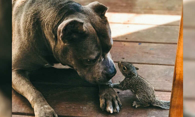 Puppy squirrel declares Pit Bull mother as her own child