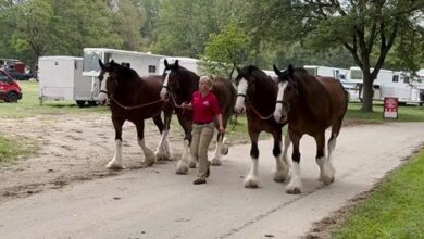 Thomas Talks About Those Famous Clydesdales