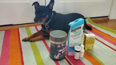 What can I feed my dog ​​for pain relief at home?  - Dogster