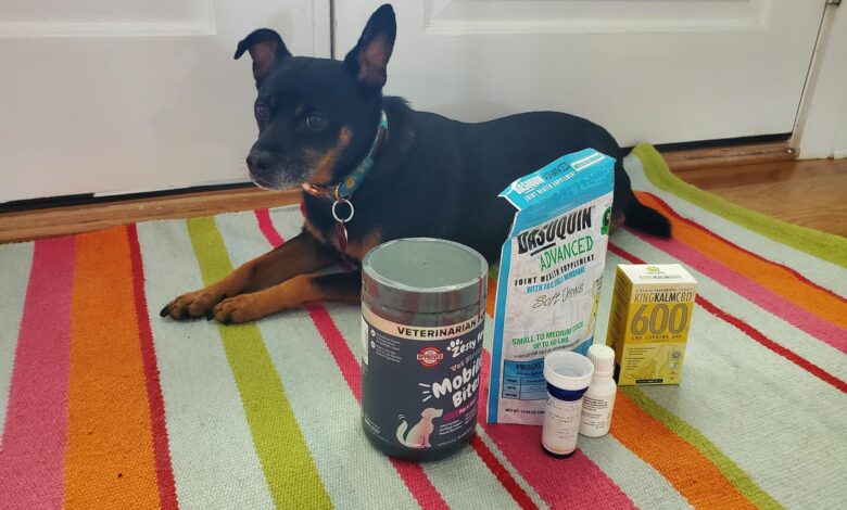 What can I feed my dog ​​for pain relief at home?  - Dogster