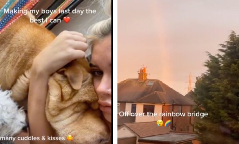Dog Mom Details of Her Dog's Memorable Last Day Alive in Incredibly Emotional Video