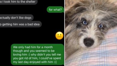 Mother returns rescue dog to shelter without telling her son, sparking outrage online
