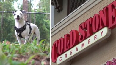 Ice cream under fire for refusing to serve a woman with a service dog