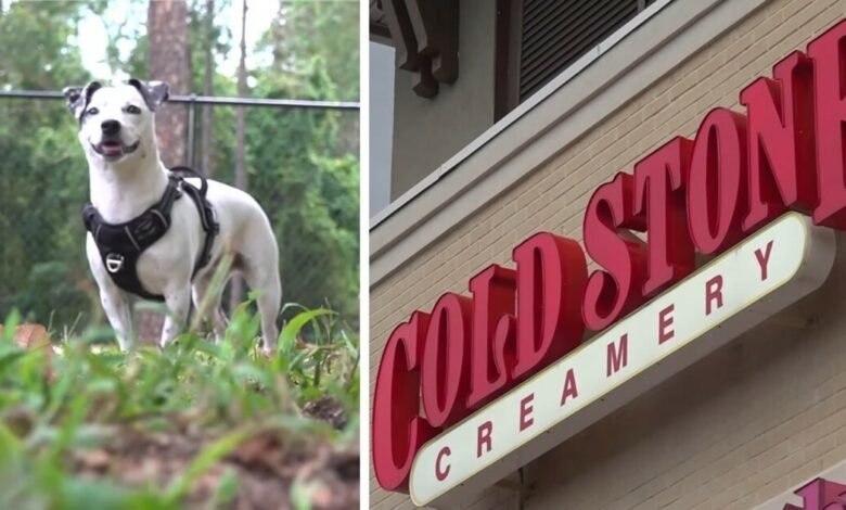 Ice cream under fire for refusing to serve a woman with a service dog
