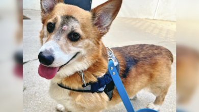 The devastated Corgi had to crawl to safety after being shot in the middle of the eye