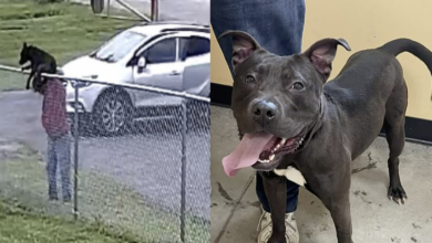 Man tosses dog over fence of shelter, thinking it's his only option